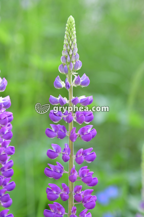 Lupin violet (Lupinus sp) - inflorescence - gryphea.com